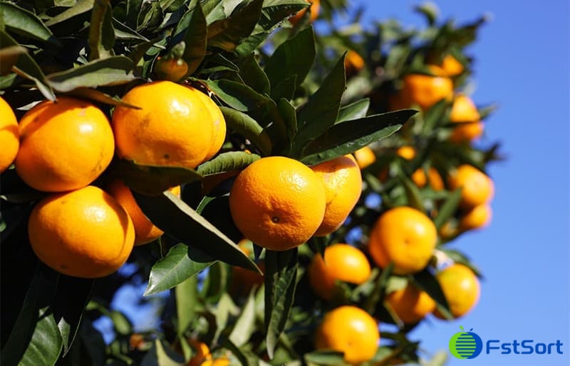 images/1662710152989grados de cítricos1.jpg